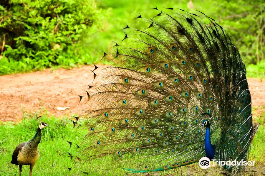 Sariska National Park