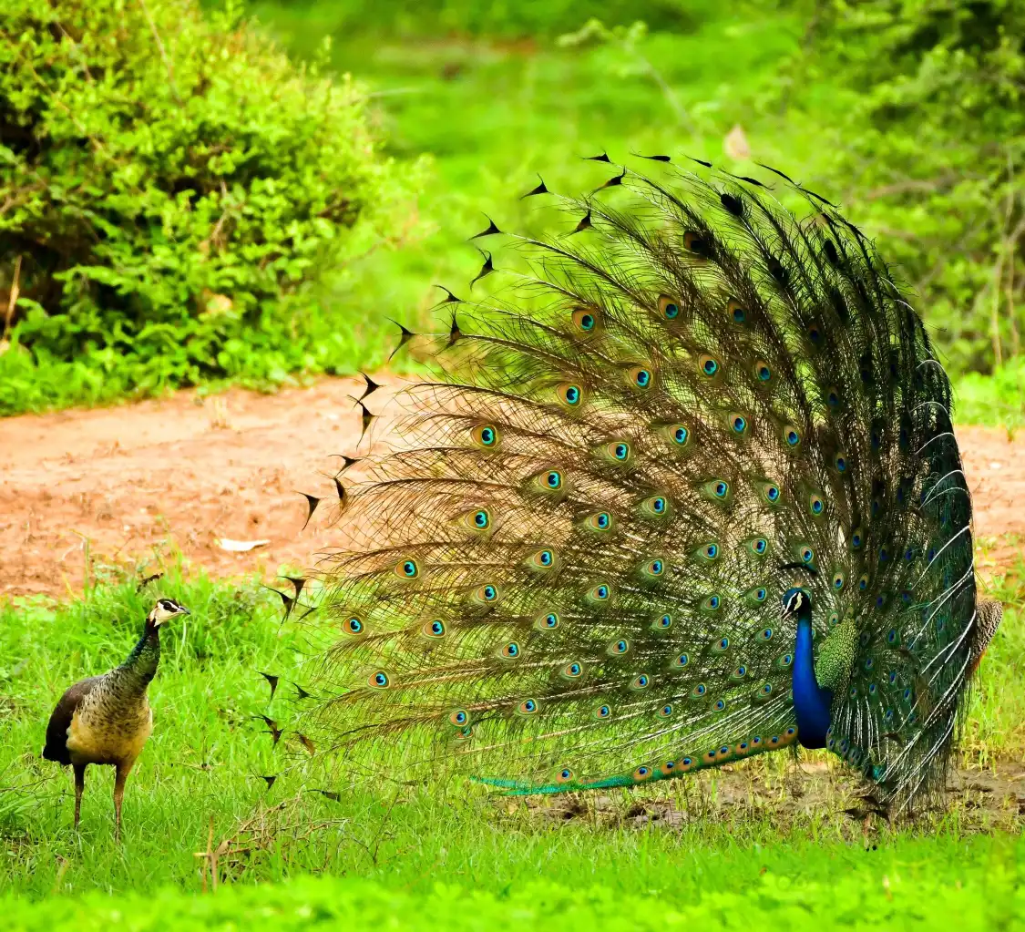 Hotels near Sariska National Park