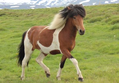 Langhús Horse Farm