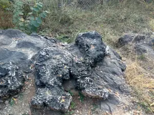 Sonbhadra Fossils Park