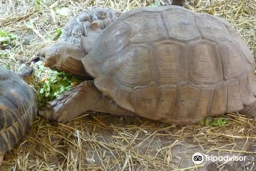 洛桑爬行動物館