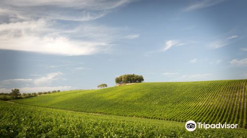 Tolaini Winery Societa' Agricola S.r.l.