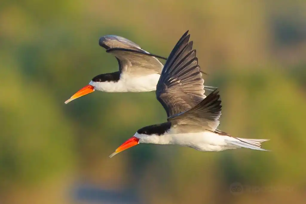 Hotels near Steenbok Safari
