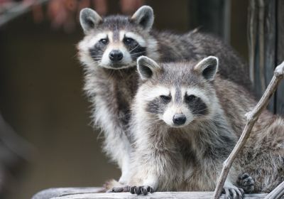 Parc Zoologique d'Amneville