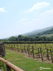 Camel Valley Vineyard