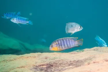 Aqua Africa