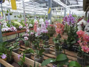 Orquidario Nego Plantas