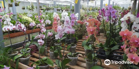 Orquidario Nego Plantas