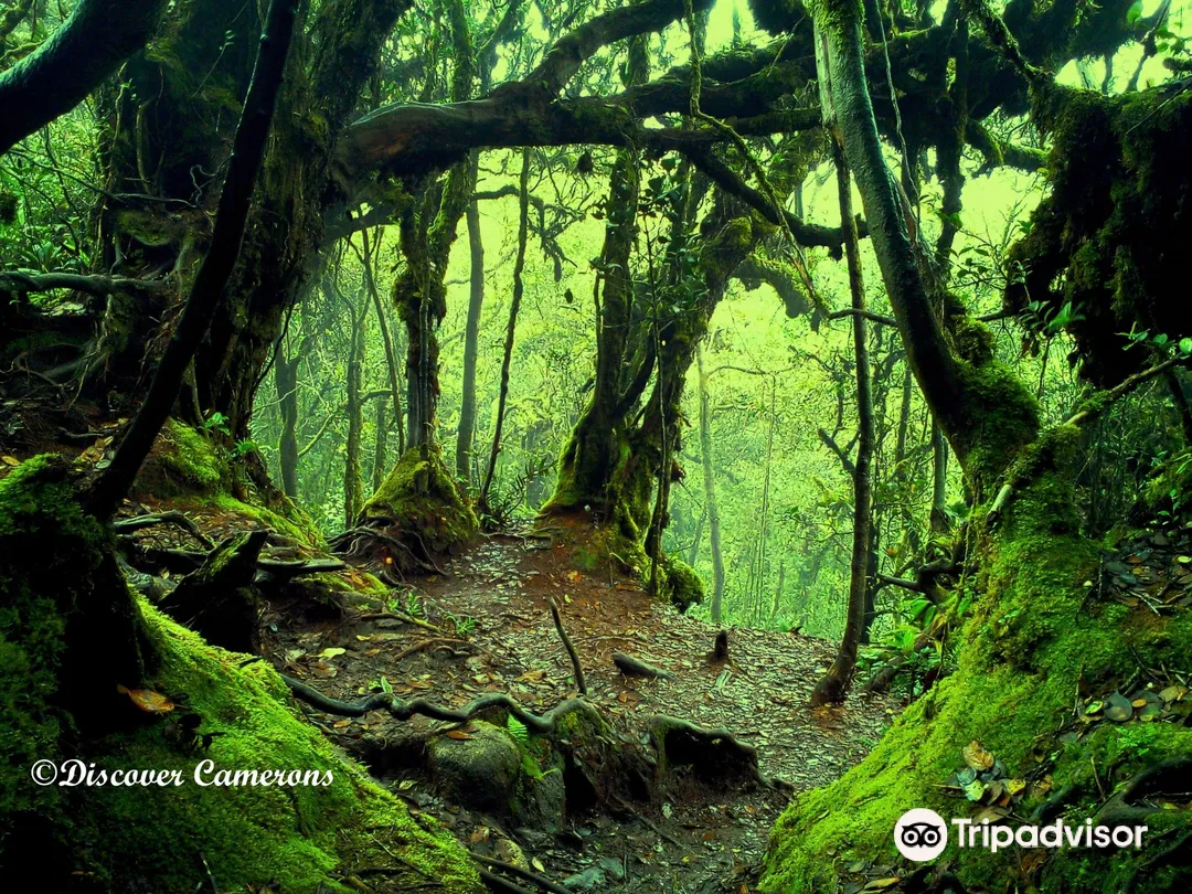 2_Discover Cameron Travel & Tour