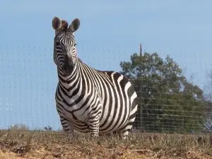 Cape Safari Park