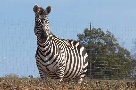 Cape Safari Park