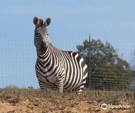 Cape Safari Park