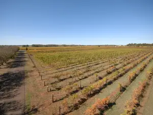 Brand's Laira Coonawarra