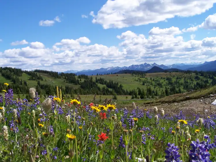 Hotels near Manning Park