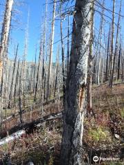 Pecos Wilderness Area