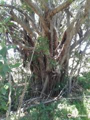 Sewefontein Wild Fig Tree Forest