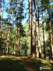 Bucari Pine Forest