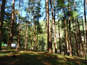 Bucari Pine Forest