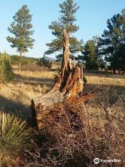 Fool Hollow Lake Recreation Area