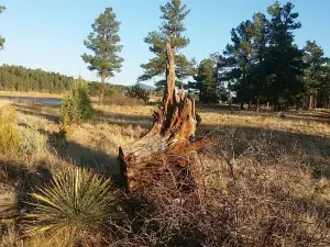 Fool Hollow Lake Recreation Area