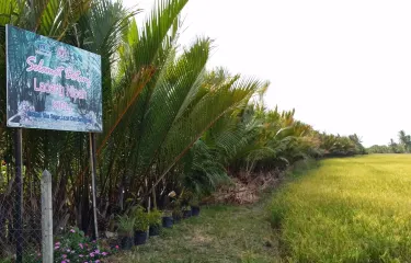 Perlis