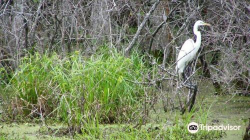 Swamp Tours of Acadiana