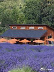 The English Lavender Farm