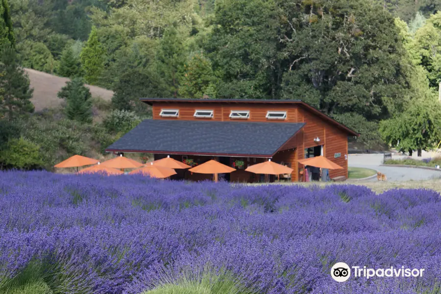 The English Lavender Farm