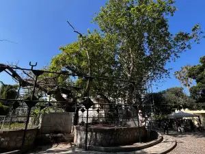 Hippocrates Plane Tree