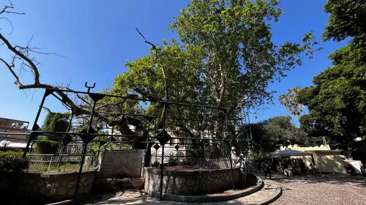 Hotels near Hippocrates Plane Tree