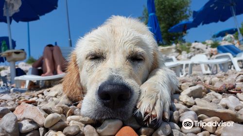 Monty's Dog Beach and Bar