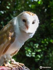 Killarney Falconry