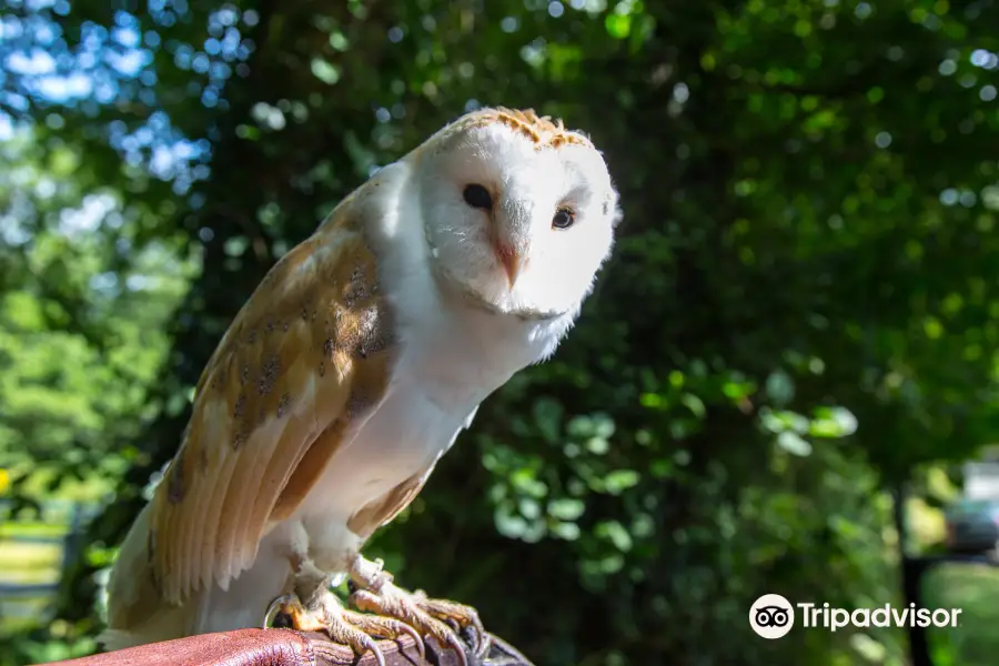 Killarney Falconry