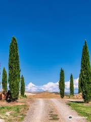 Cipressi di San Quirico d'Orcia