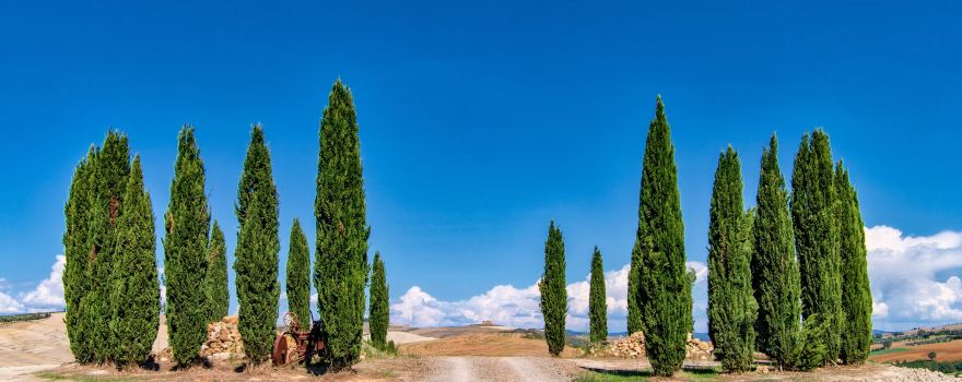 Cipressi di San Quirico d'Orcia