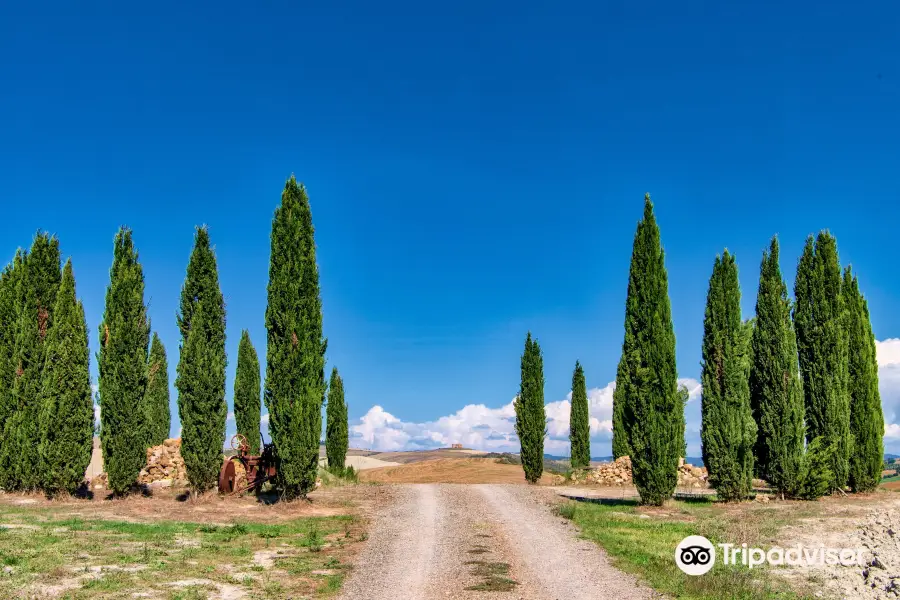 Cipressi di San Quirico d'Orcia