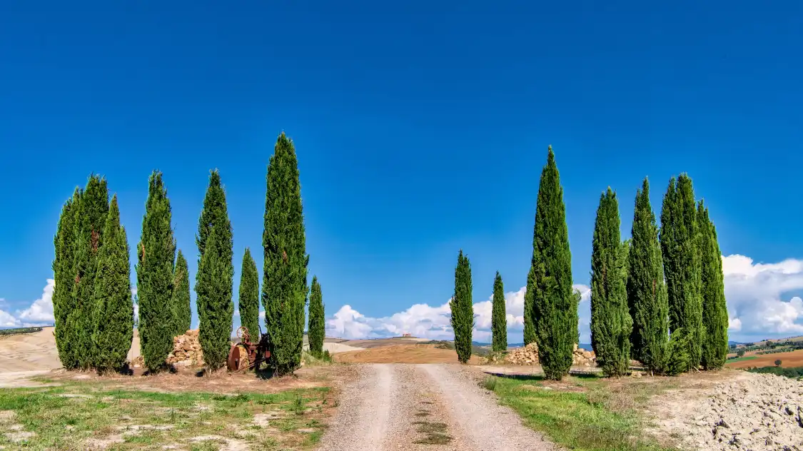 Hotels in der Nähe von Cipressi di San Quirico d'Orcia