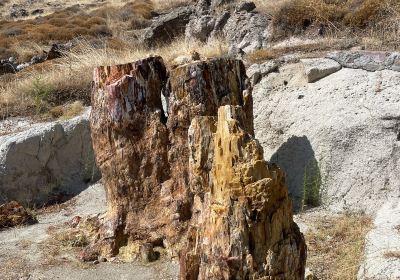 Museo de Historia Natural del Bosque Petrificado de Lesbos