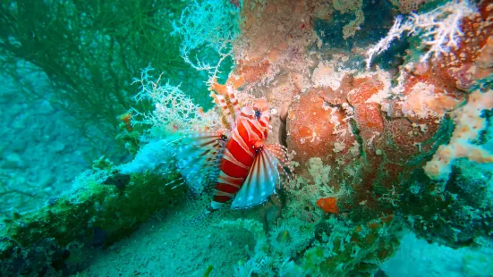 Sunken Japanese Wrecks