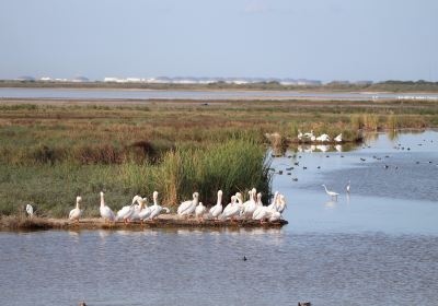 Leonabelle Turnbull Birding Center