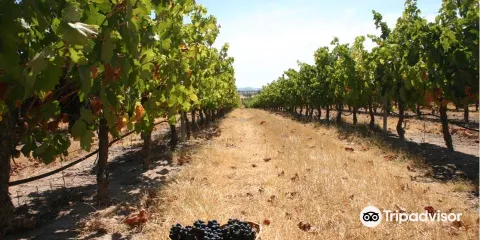 Sociedade Agricola de Pias