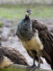 Le Marais aux Oiseaux