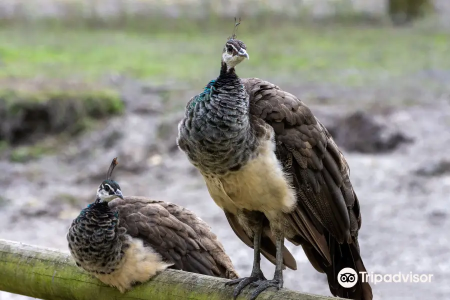 Le Marais aux Oiseaux