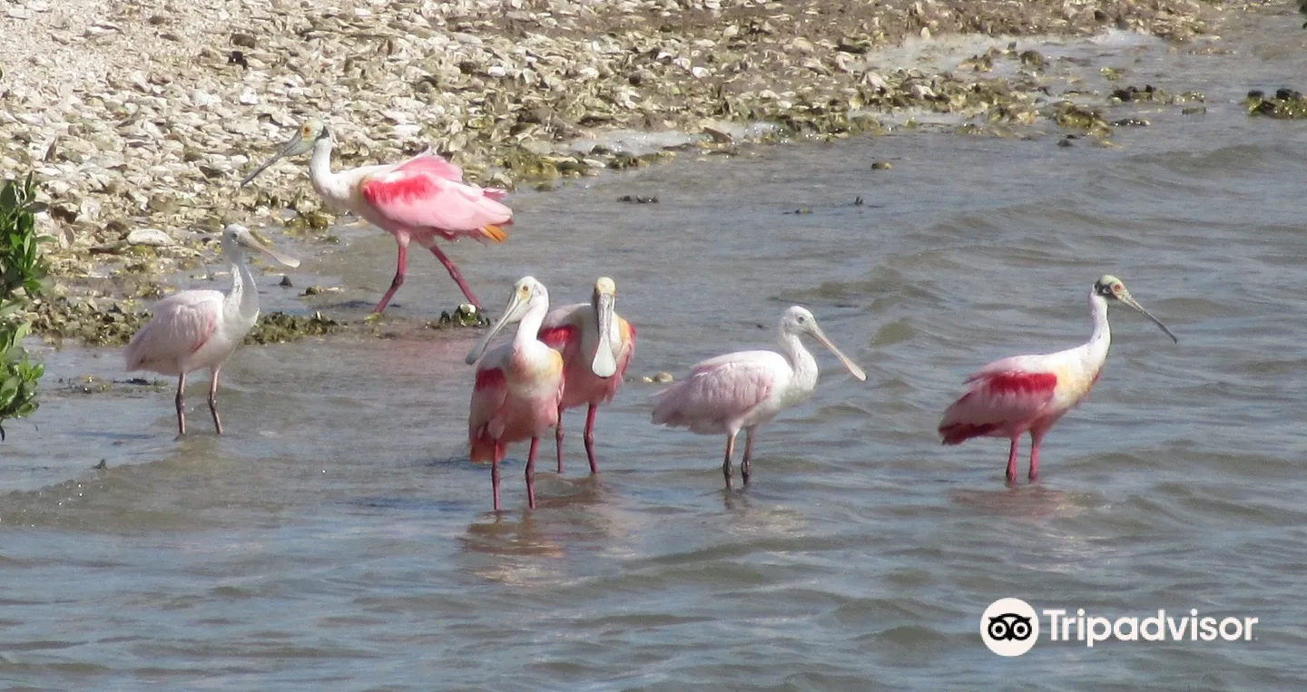 4_Rockport Birding and Kayak Adventures
