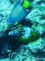 Scubatyme Dive Charters