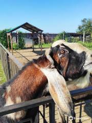 Ostrich Farm Ekzotik