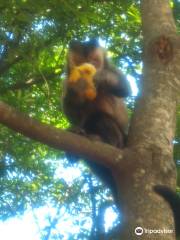 Bosque Dos Macacos