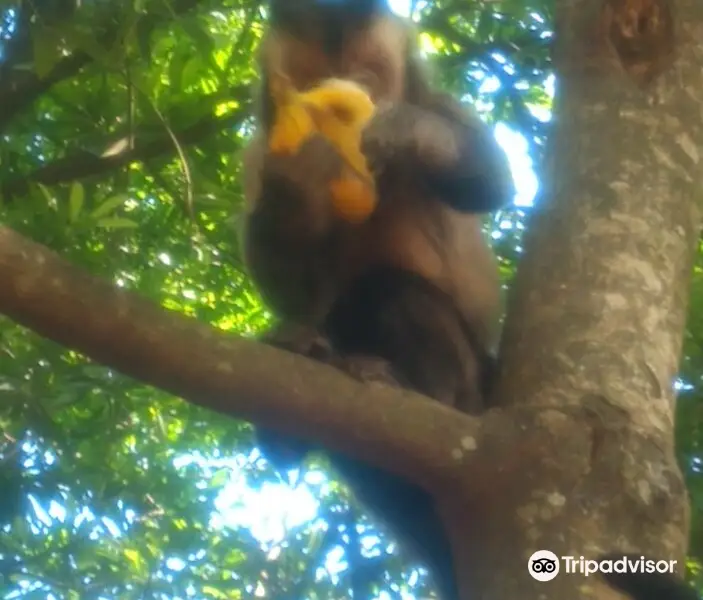 Bosque Dos Macacos