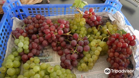 Bruno Hertz independent winemaker from Alsace