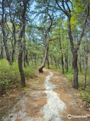 White Cedar Swamp